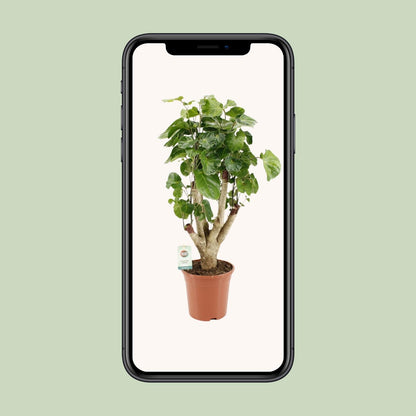 Polyscias Lemon – Pflegeleichte Zimmerpflanze Ø17cm, 65cm hoch