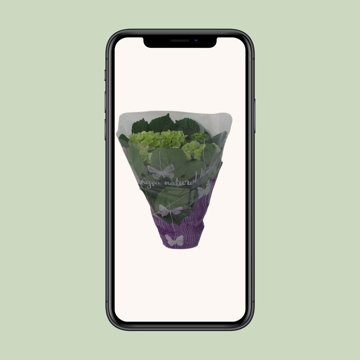 Endless Hortensie 'Wit' – Weiße pflegeleichte Zimmerpflanze Ø14cm