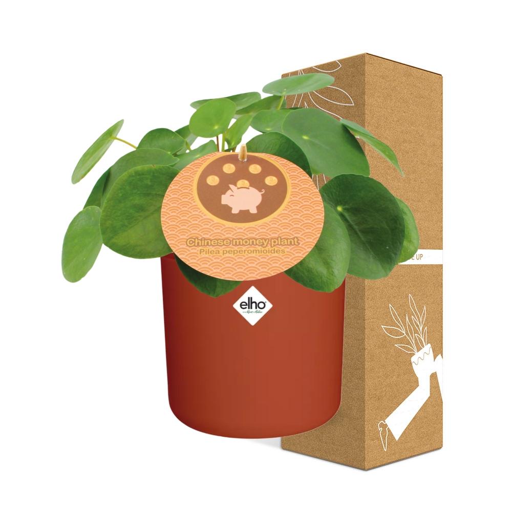 Pilea Peperomioides 12cm im ELHO b.for soft rond 14cm Topf brique