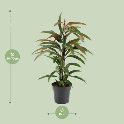 Ficus Binnendijkii Amstel King – Pflegeleichte Zimmerpflanze Ø17cm