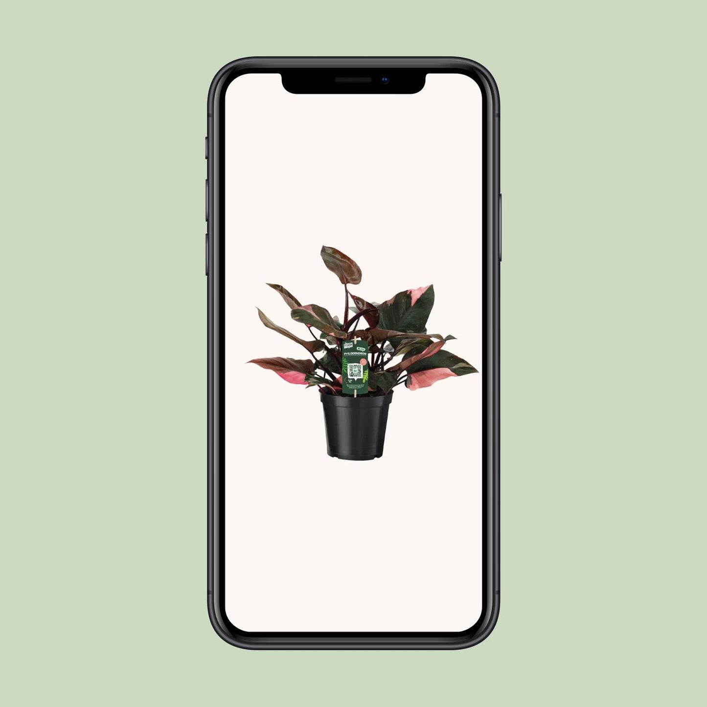Philodendron Pink Princess – Pflegeleichte Zimmerpflanze Ø19 cm