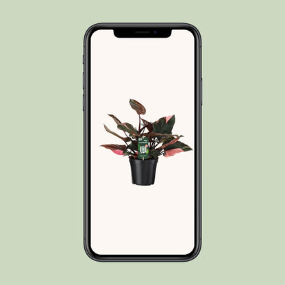 Philodendron Pink Princess – Pflegeleichte Zimmerpflanze Ø19 cm