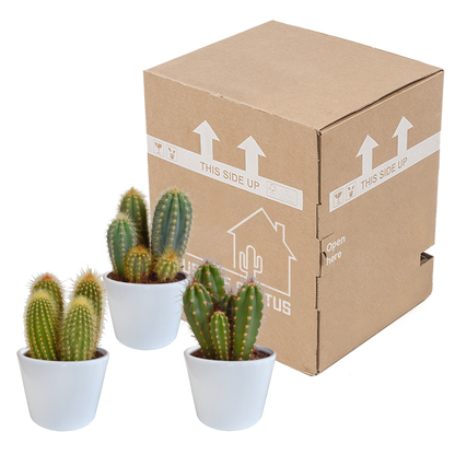 Cereus 3er Set im weißen Topf 10,5 cm – Pflegeleicht & Robust