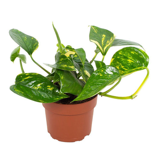 Efeutute 'Hawaiian' Ø12cm – Pflegeleichte Zimmerpflanze