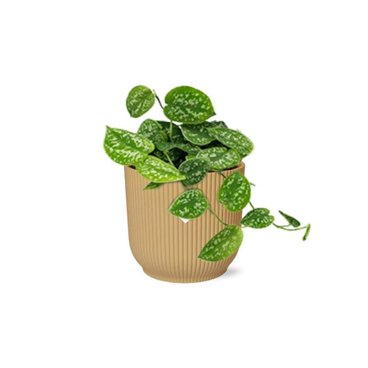 Scindapsus Pictus ‘Argyraeus’ in ELHO Vibes Fold 14cm Gelb