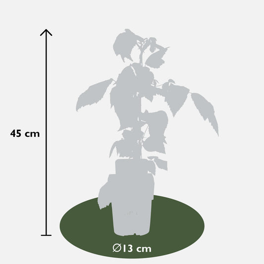 4er-Set Rubus id. Twotimer – robuste Gartensträucher Ø13 cm