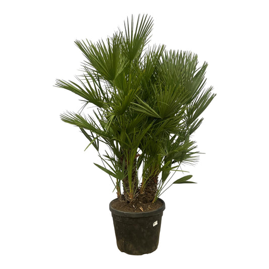 Chamaerops Humilis Zwergpalme 160-180 cm Ø45 cm