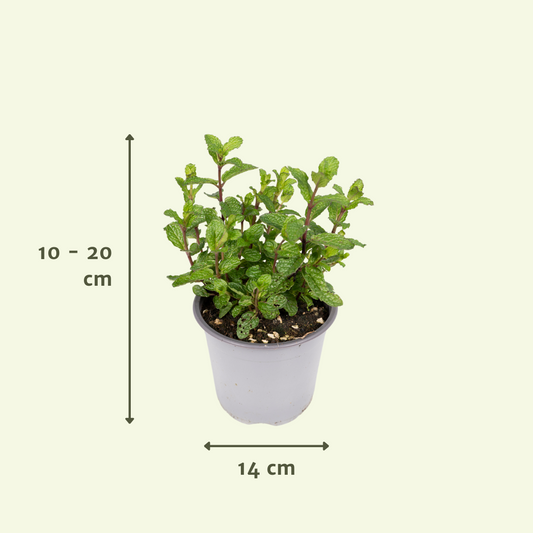 Gartenkräutermischung 4er Set Ø14cm – Aromatisch & Pflegeleicht