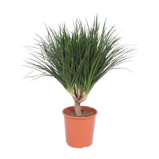 Dracaena Draco – Pflegeleichter Drachenbaum Ø30cm, 110cm hoch