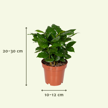 Überraschungsbox mit pflegeleichter Zimmerpflanze Ø12cm