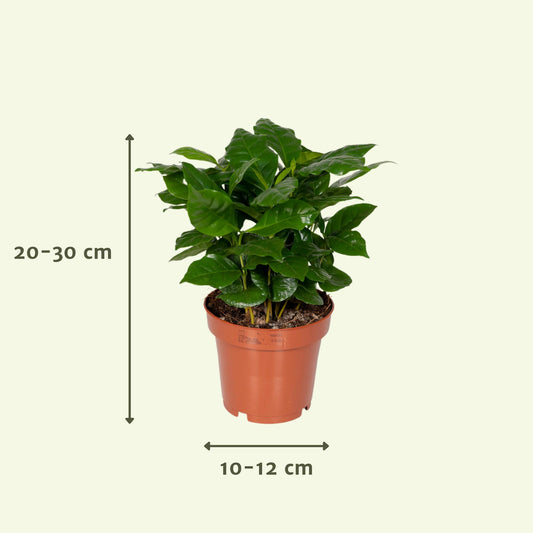 Überraschungsbox mit pflegeleichter Zimmerpflanze Ø12cm