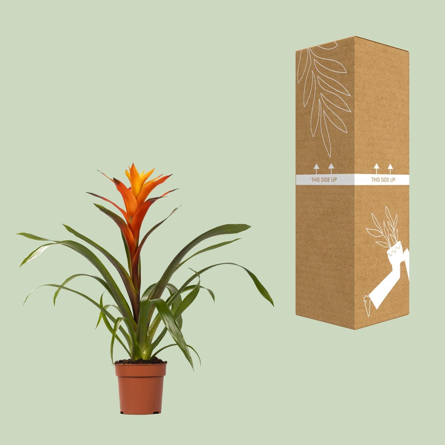 Guzmania Variada – Exotische, pflegeleichte Zimmerpflanze Ø12 cm
