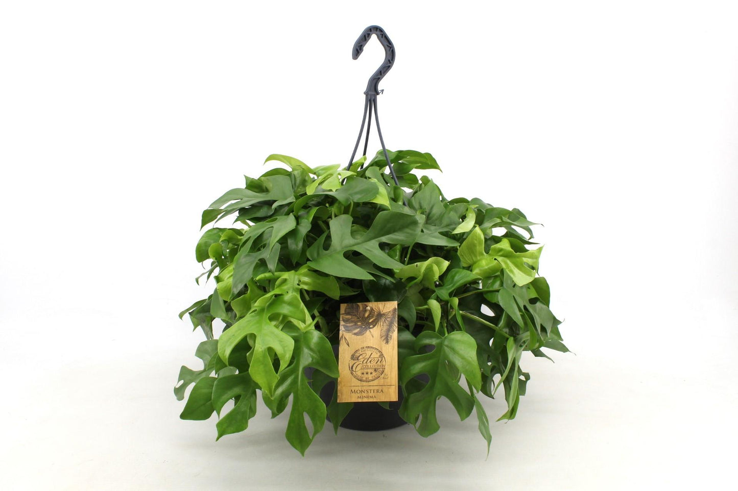 Monstera Minima – Pflegeleichte Kletterpflanze für Zuhause