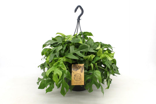 Monstera Minima – Pflegeleichte Kletterpflanze für Zuhause