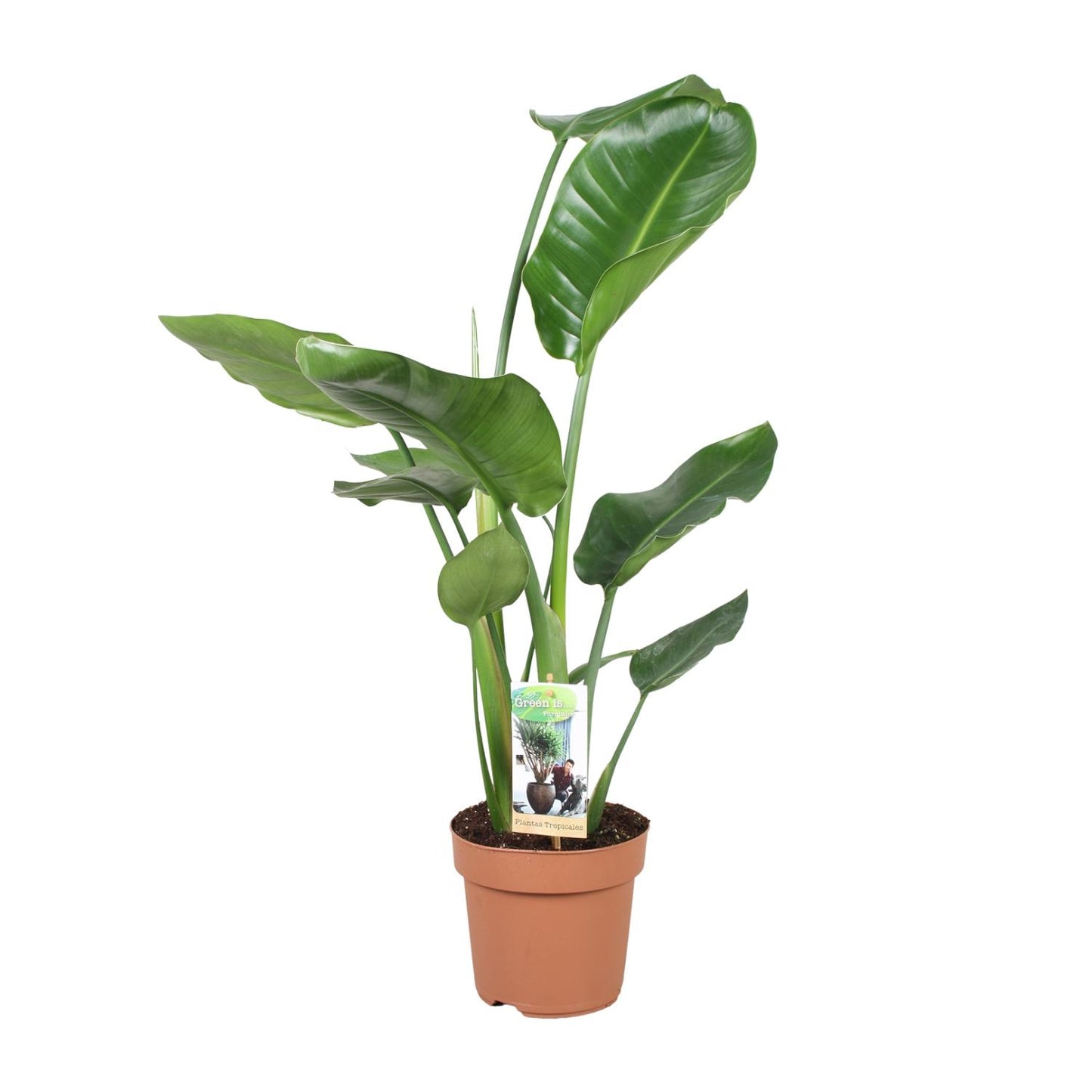 Strelitzia Nicolai – Exotische Paradiesvogelblume Ø17cm, 60cm hoch