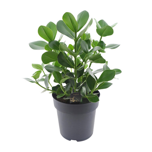 Clusia Rosea Princess – Autogrammbaum Ø27cm, 60cm hoch