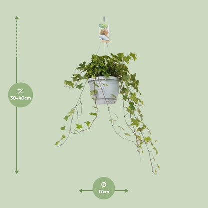 Hedera Helix Geelbont – Pflegeleichter Efeu im Hängekübel Ø17cm