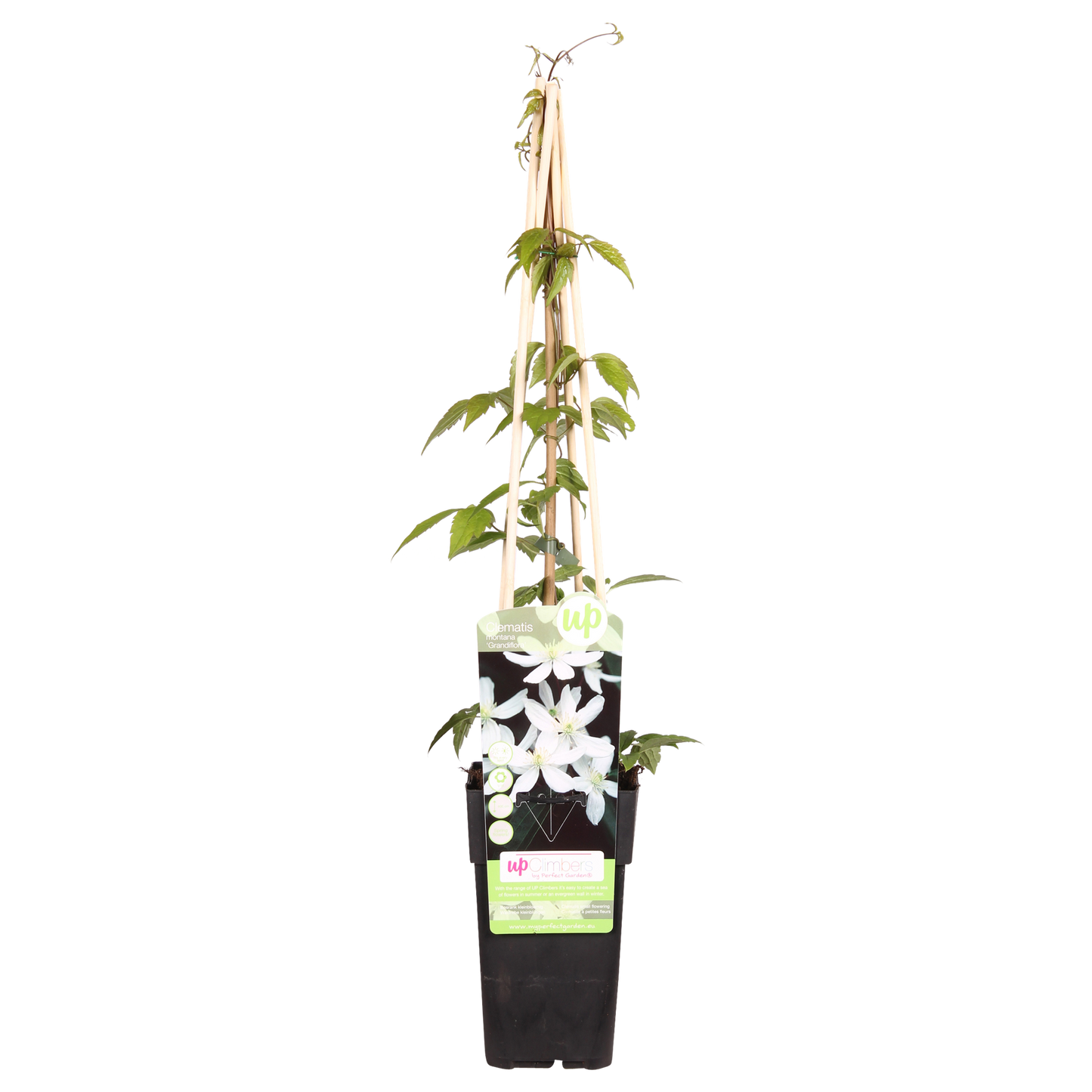 Waldrebe 'Grandiflora' – Duftende weiße Blüten
