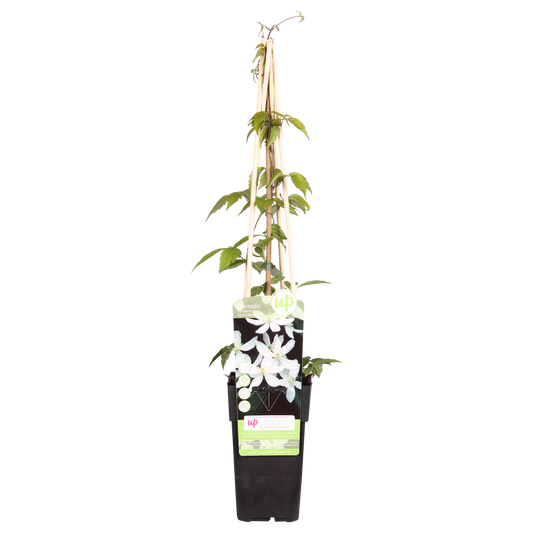Waldrebe 'Grandiflora' – Duftende weiße Blüten