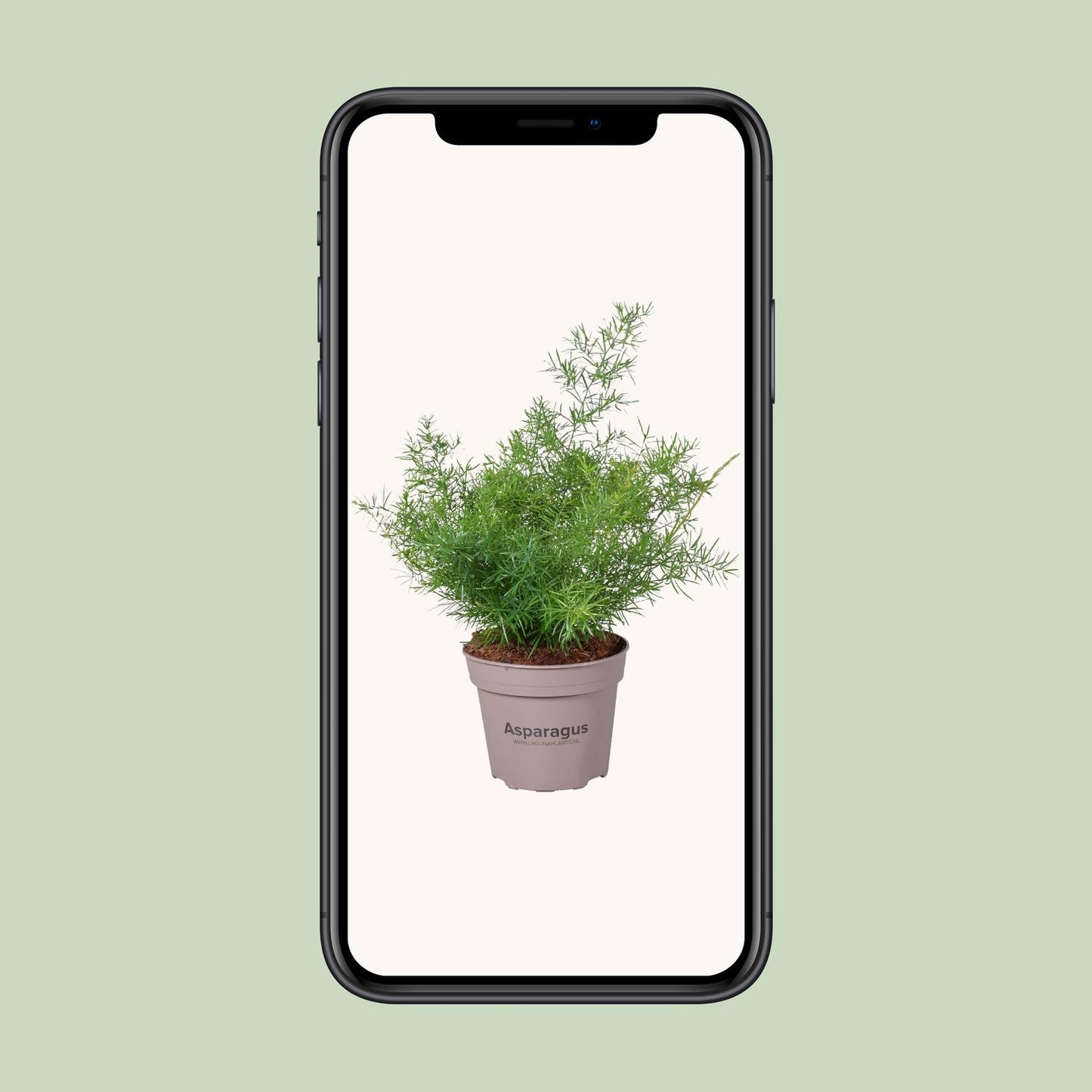 Asparagus Sprengeri – Pflegeleichte Zimmerpflanze Ø15cm