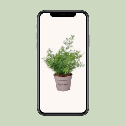 Asparagus Sprengeri – Pflegeleichte Zimmerpflanze Ø15cm