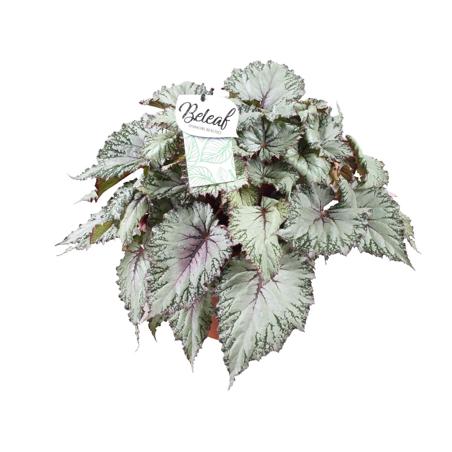 Begonia Beleaf Asian Tundra – Pflegeleichte Zimmerbegonie Ø17cm