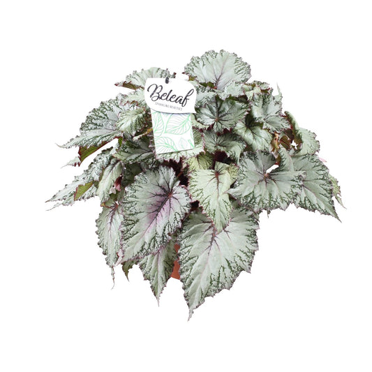 Begonia Beleaf Asian Tundra – Pflegeleichte Zimmerbegonie Ø17cm