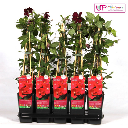 Clematis Hagley Hybrid – Großblütige Kletterpflanze Ø15cm