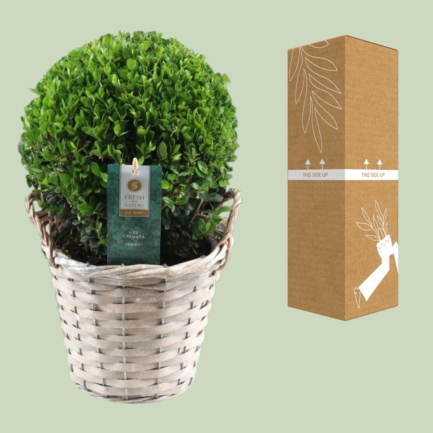 Ilex Crenata 'Jenny'® – Pflegeleichte Stechpalme Ø20cm