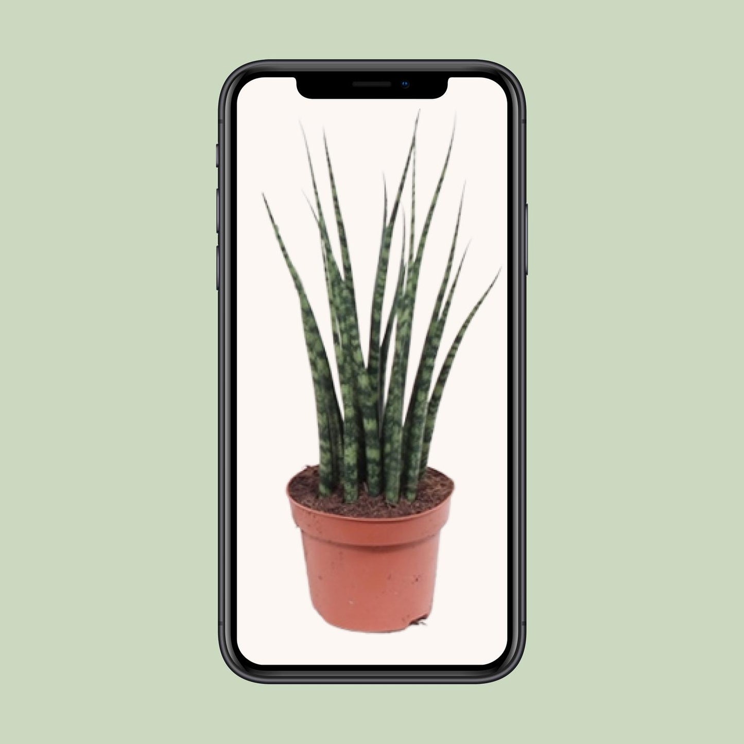 Sansevieria Fernwood Mikado – Pflegeleichte Zimmerpflanze Ø12cm