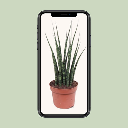 Sansevieria Fernwood Mikado – Pflegeleichte Zimmerpflanze Ø12cm