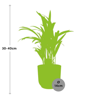 Dypsis Lutescens Bambuspalme 12cm in ELHO Vibes Fold 14cm rosa