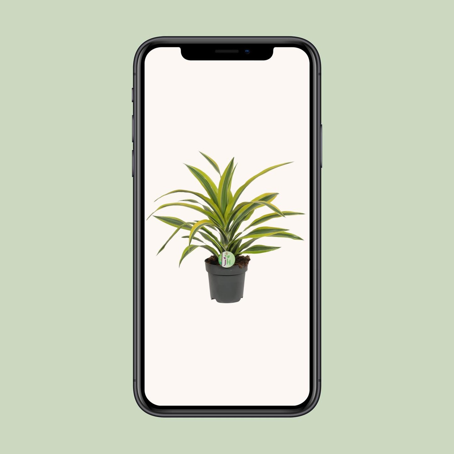 Dracaena Fragrans Lemon Lime – pflegeleichte Zimmerpflanze Ø17cm