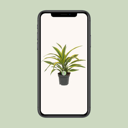 Dracaena Fragrans Lemon Lime – pflegeleichte Zimmerpflanze Ø17cm