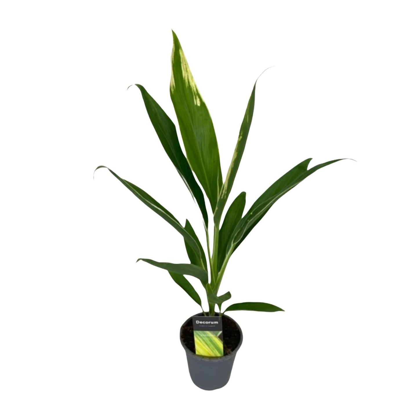 Cordyline Conga – Pflegeleichte tropische Zimmerpflanze Ø12cm