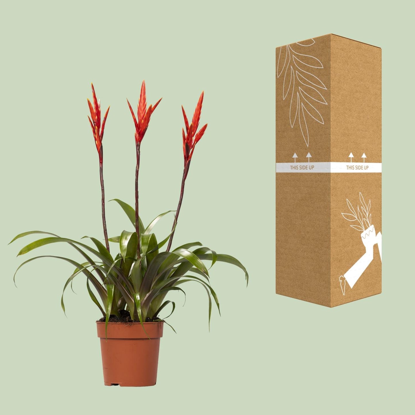 Vriesea Elan Toef – Tropische Zimmerpflanze Ø12cm, 55cm hoch