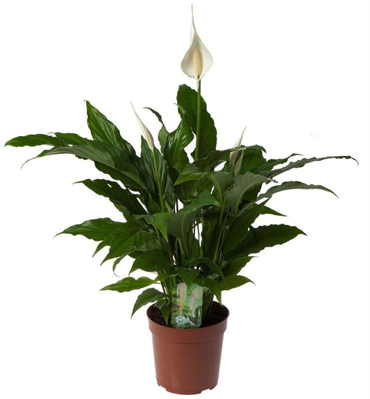 Spathiphyllum 'Sweet Chico' – Pflegeleichte Zimmerpflanze Ø17cm