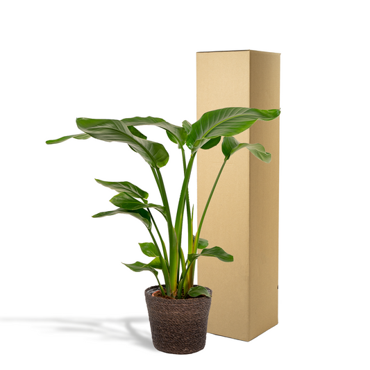 Strelitzia Nicolai Ø19cm mit Korb Igmar – Baumstrelitzie