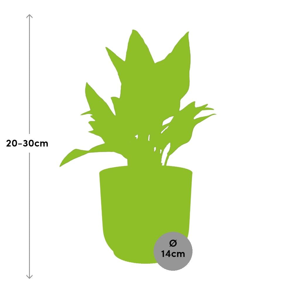 Aglaonema Maria – Pflegeleichte tropische Zimmerpflanze im ELHO Vibes Fold 14cm Topf
