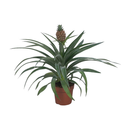 Ananas Mi Amigo – Tropische Zimmerpflanze Ø12cm, 40cm hoch