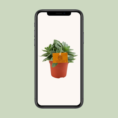 Senecio Cephalophorus – Rubinrote pflegeleichte Sukkulente Ø10,5cm