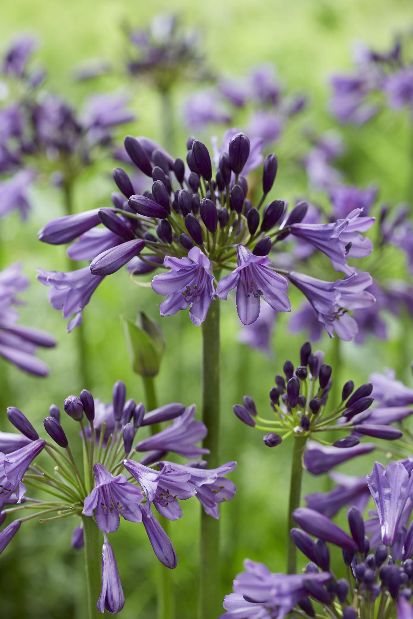Agapanthus 'Poppin Purple' – Leuchtend lila Blütenpracht