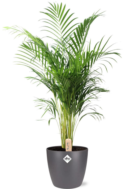 Dypsis Lutescens (Goldpalme) Ø24cm, 110cm, Topf Anthrazit