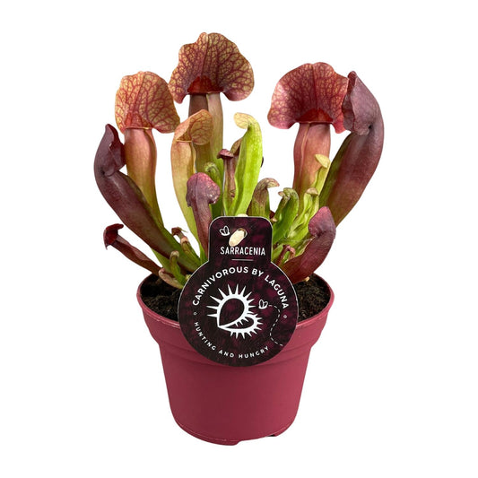 Sarracenia Catesbaei – Pflegeleichte Kannenpflanze Ø12cm