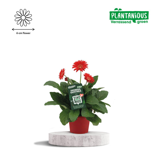 Garvinea Gerbera Rood – Pflegeleichte Blühpflanze Ø19cm