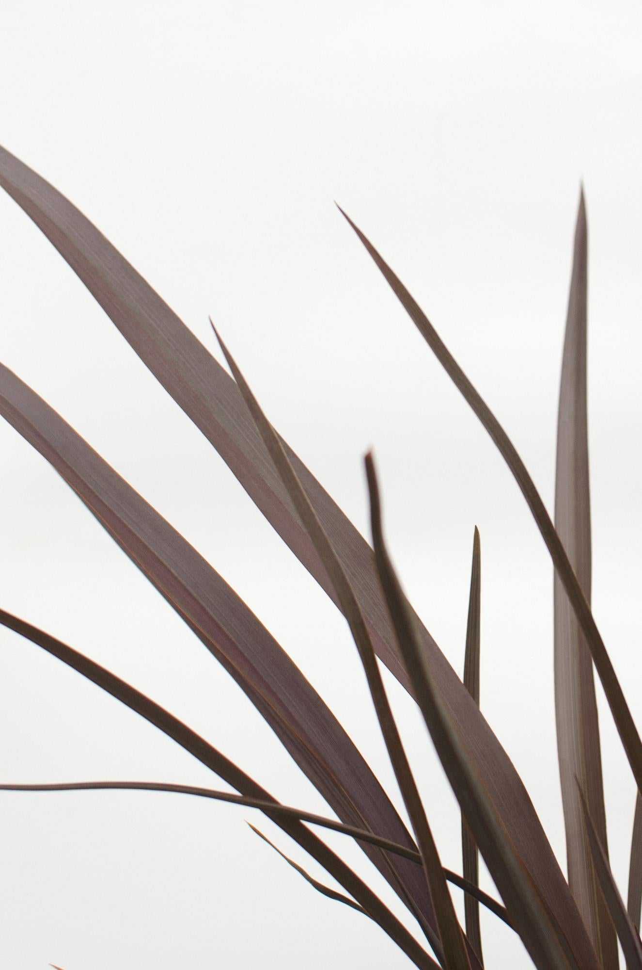 Phormium 'Rubra Nana' – Robustes Ziergras Ø14cm