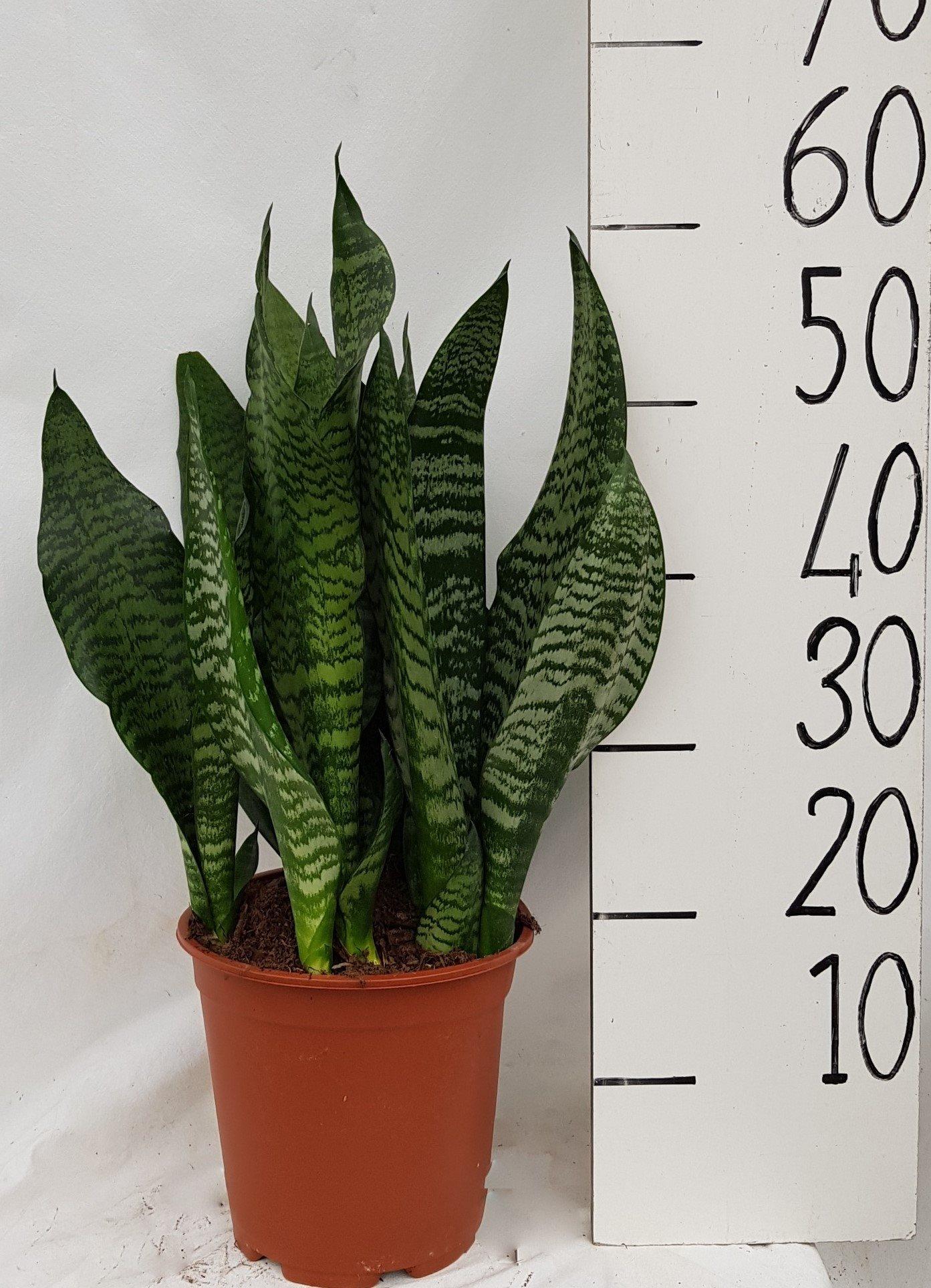 Sanseveria Black Coral – Pflegeleichte Luftreiniger-Pflanze Ø21cm