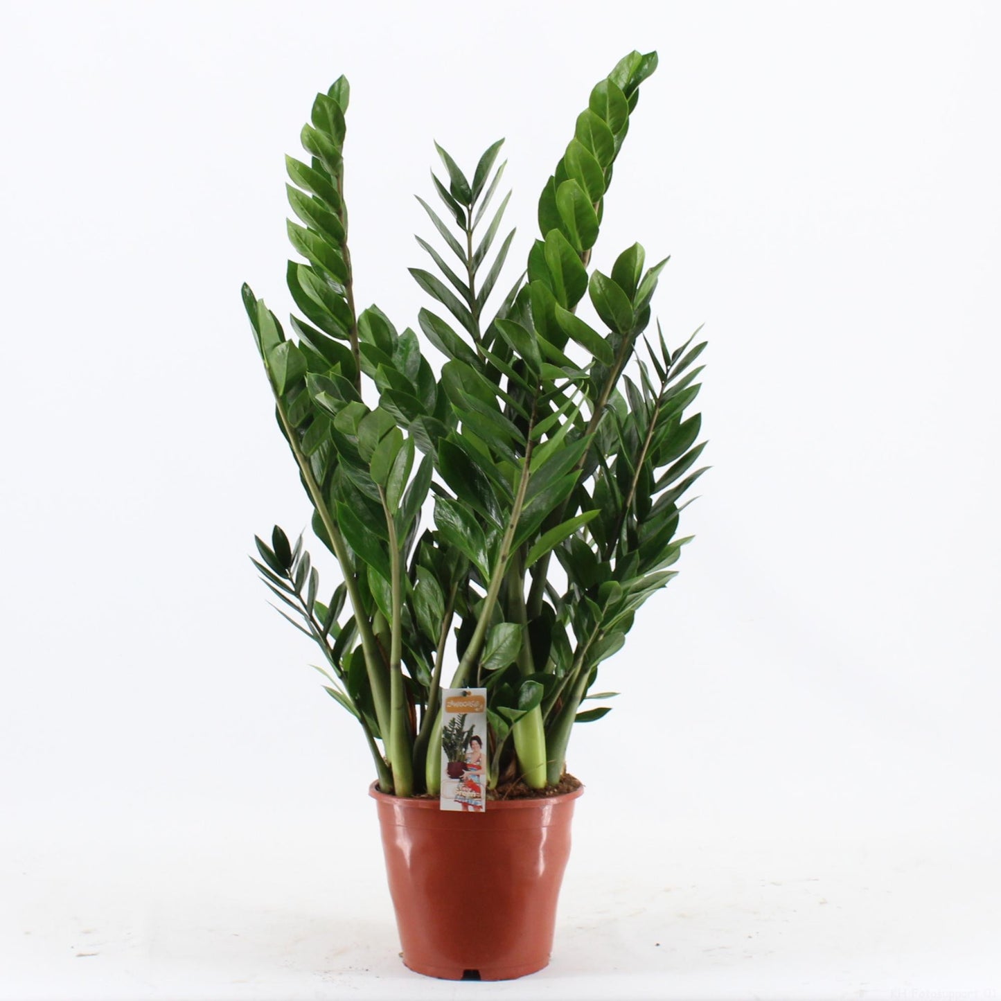 Zamioculcas - Pflegeleichte Zimmerpflanze Ø24cm