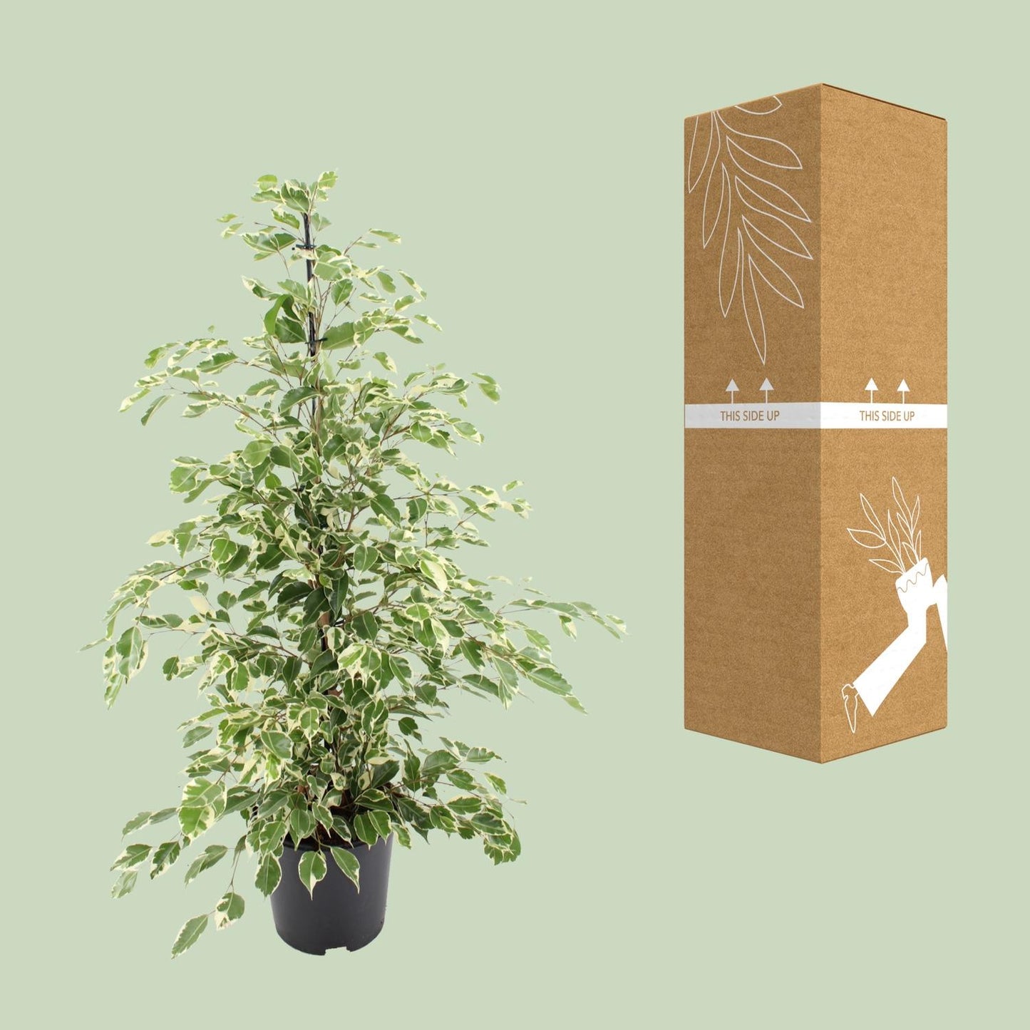 Ficus benjamina Twilight – Elegante pflegeleichte Zimmerpflanze Ø21cm