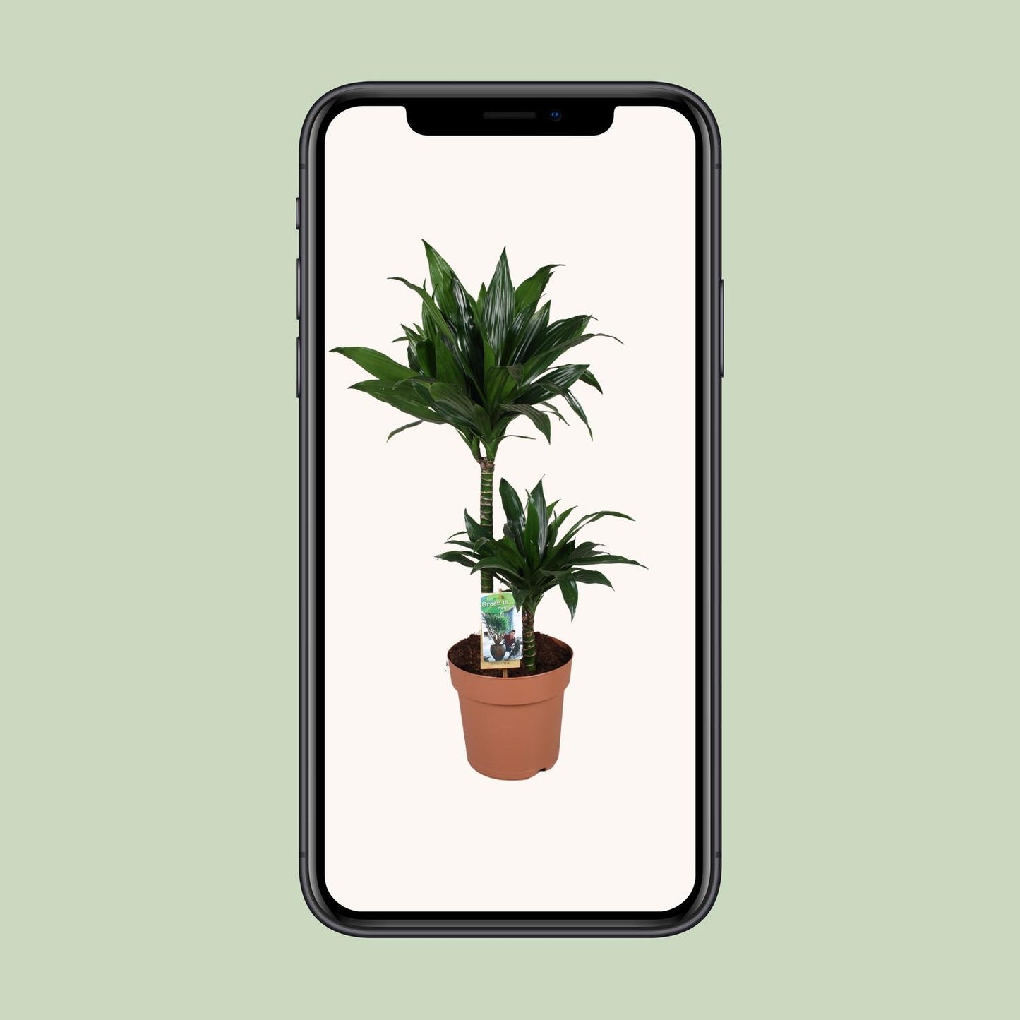 Dracaena Green Jewel – Majestätischer Drachenbaum Ø21cm